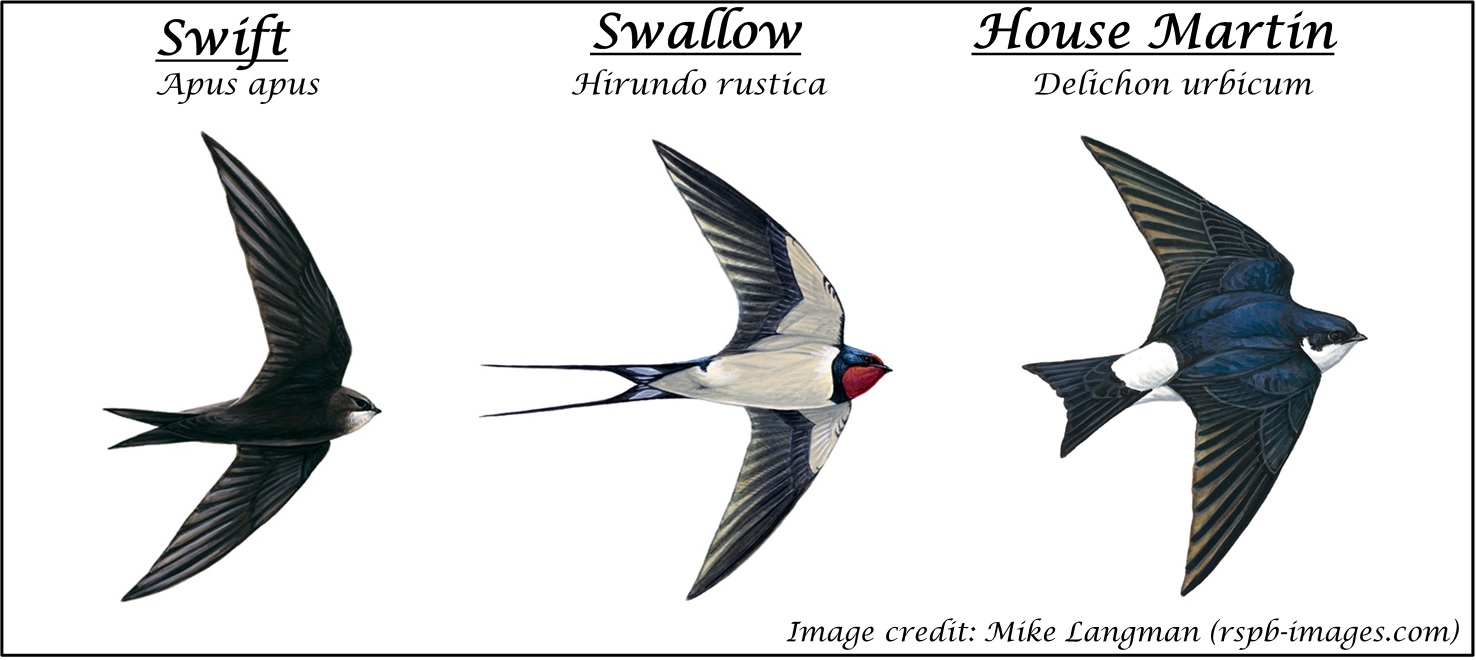 Thailand swallow