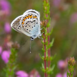 Silver-studded Blue butterfly at Hazeley Heath by Dave Braddock.