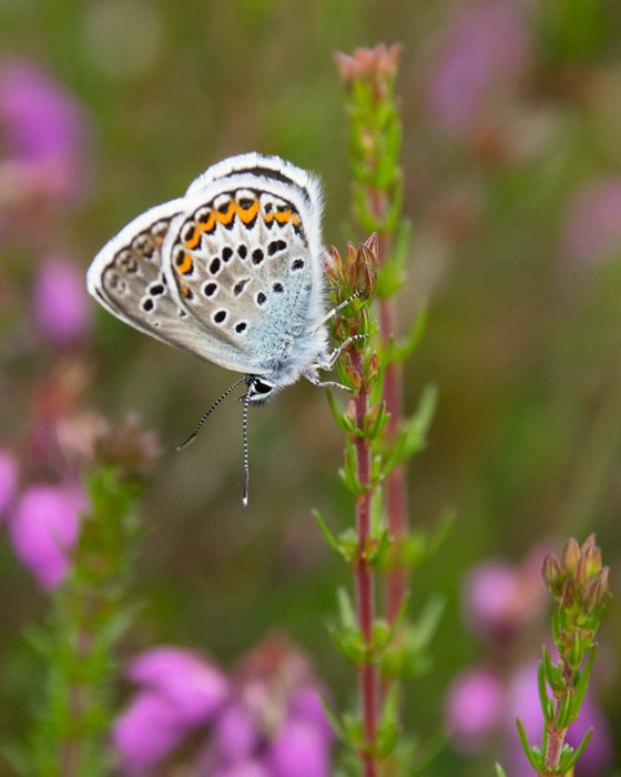 325 Butterflies And Counting Thames Basin Heaths