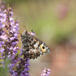 Gorgeous photograph of a grayling on flowering heather