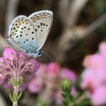 Pretty photograph of a silver-studded Blue butterfly amongst flowering cross-leaved heath