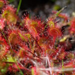 Sundew, a carnivore of the heaths! Photographed by Gary Attfield.
