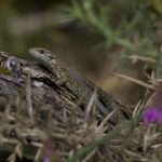 Photograph of common lizard on a log