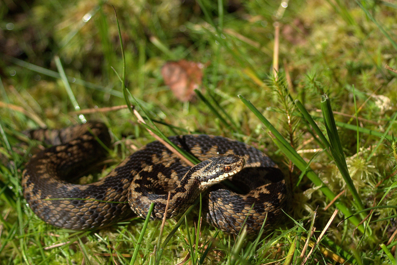 Hibernating Herpetofauna - Thames Basin Heaths