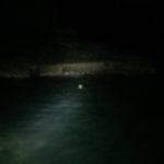 Blurry grey seal at New Quay