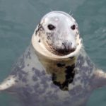 Grey seal (credit: dagamb)
