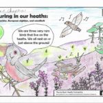 Photograph of a colouring sheet featuring our three iconic ground-nesting birds.