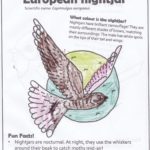 Colouring in sheet of nightjar with funky coloured moon..