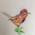 Colourful Dartford warbler beautifully drawn with crayons.