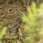 Photograph of a camouflaged nightjar on the nest