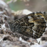Close up photograph of a grayling butterfly