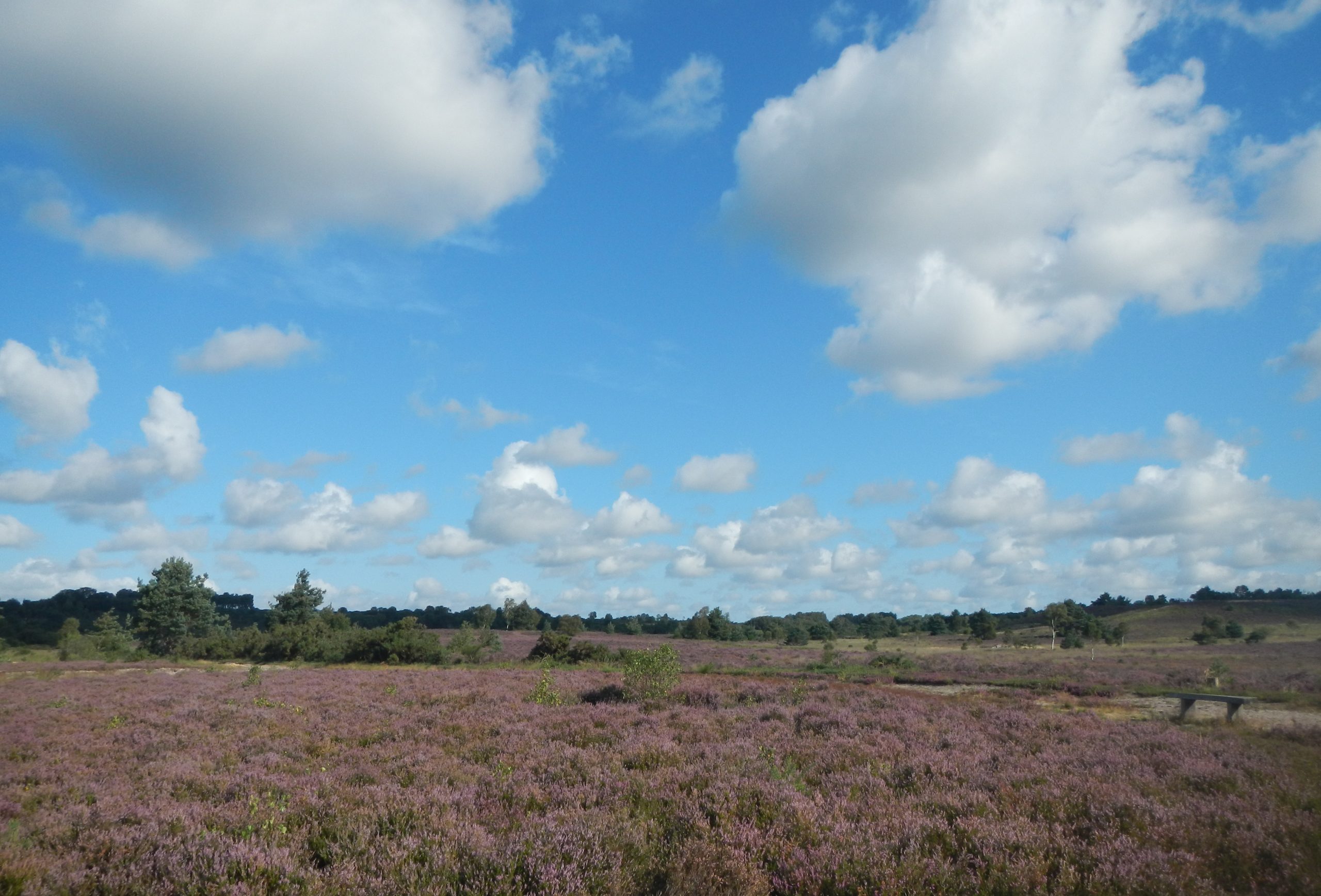 why-is-heathland-heathland-anyway-thames-basin-heaths