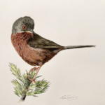 Watercolour of a Dartford warbler.