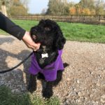 Nice black pup wearing a purple coat!