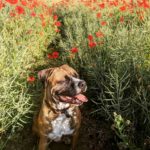 Nice dog sitting in the poppy field at Chantry Wood