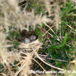 Photograph of a Dartford warbler nest