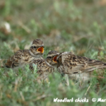 Photograph of woodlark chicks on the ground © Mark Leitch
