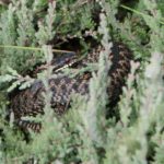 Photograph of an adder curled up in the heather