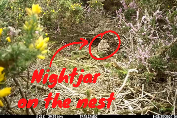 Still from a video showing a nightjar on her nest
