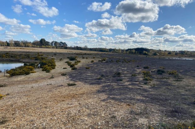 Photograph of Eversley Quarry showing open, stony habitat