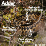 Photograph of an adder with labels indicating vertical slit pupil and dark zig-zag