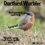 Labelled photograph of a Dartford warbler indicating red eye-ring and long tail