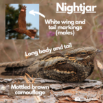Labelled photograph of a nightjar indicating white patches on tail and wings, and mottled brown camouflage