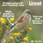 Labelled photograph of a linnet indicating the pinky-red chest