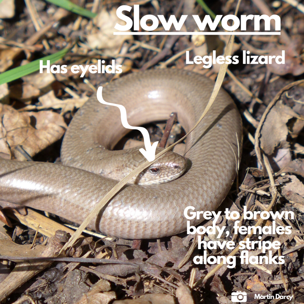 Slow Worm Thames Basin Heaths