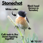 Labelled photograph of a stonechat indicating white collar and the male's black head