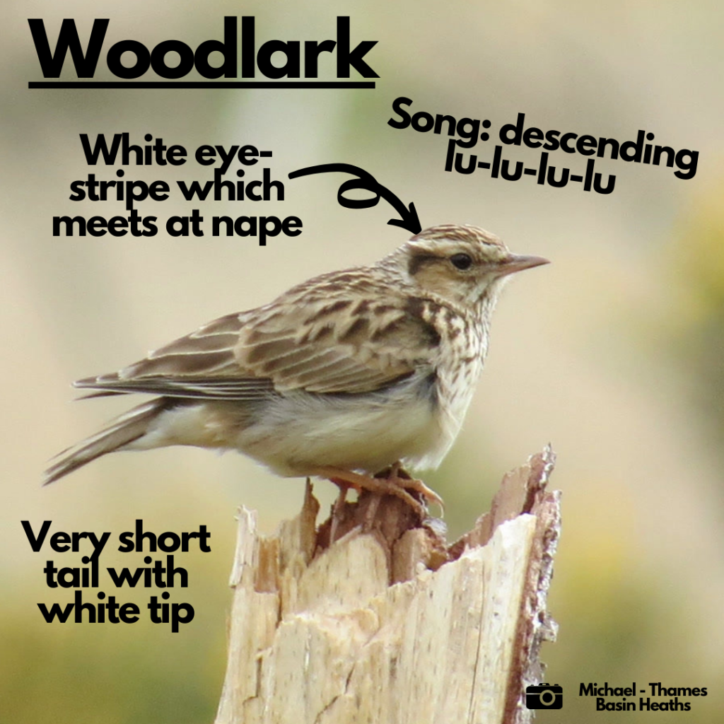 Woodlark - Thames Basin Heaths