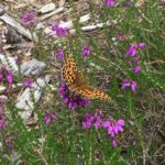 Pretty photograph of a fritillary butterfly on bell heather