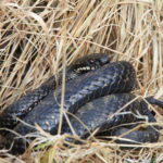 Photograph of a dark adder curled up in dry grass