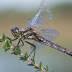 Photograph of a black darter dragonfly perched on heather, with dew on its wings