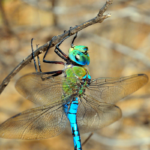 Photograph of an emperor dragonfly showing green thorax