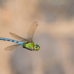 Photograph of a dragonfly in flight
