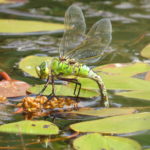 Female with abdomen dipped into water