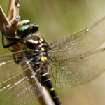 Close-up photograph of golden-ringed dragonfly