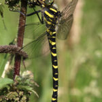 Photograph of golden-ringed dragonfly
