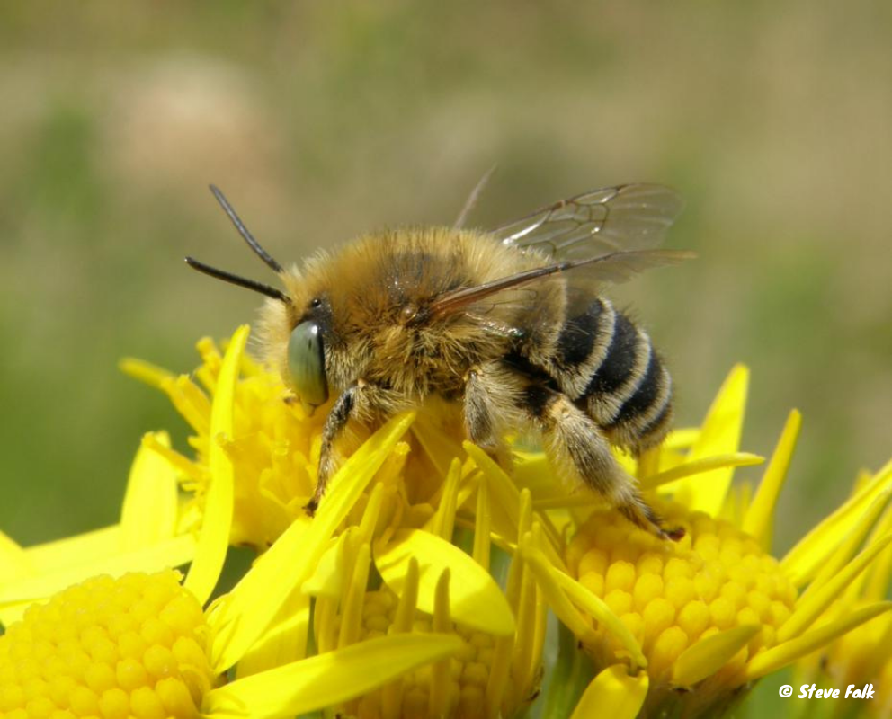 Heathland’s Smaller Creatures (a Zoom Talk) - Thames Basin Heaths