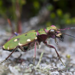 Close up photograph of an iridescent green beetle.