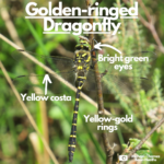 Labelled photograph pointing out bright green eyes, yellow costa on wings and yellow rings
