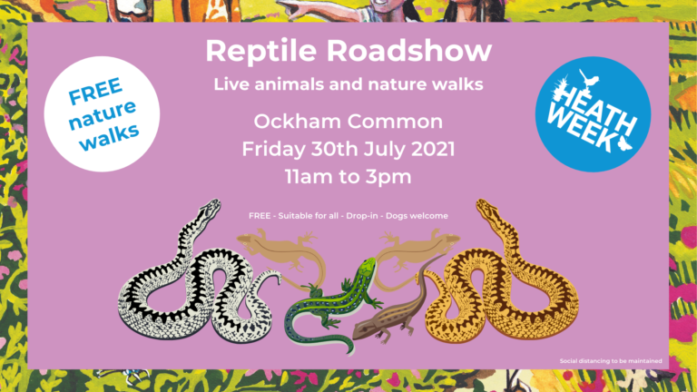 Reptile Roadshow - Thames Basin Heaths