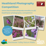 The Heathland Photography Competition address is www.blackwatervalleynaturewalks.co.uk/heathland-photography-competition