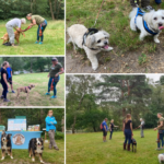 Montage of some of the Heathland Hounds enjoying some advice from Natalie.