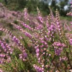 Beautiful photograph of heathland heather in flower