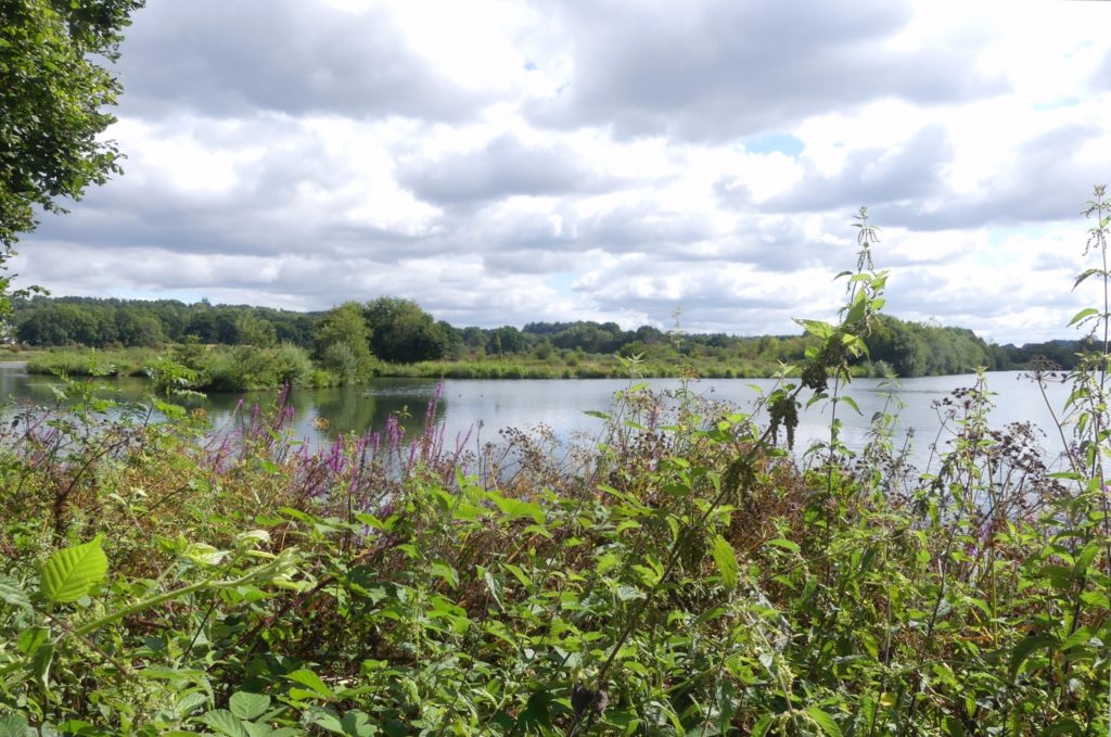 Photo of lush green lakeside in summer