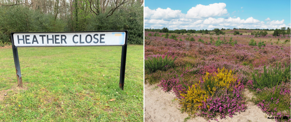 Photos of Heather Close sign and heathland in bloom