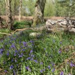 Photo of a pretty scene, with bluebells in flower