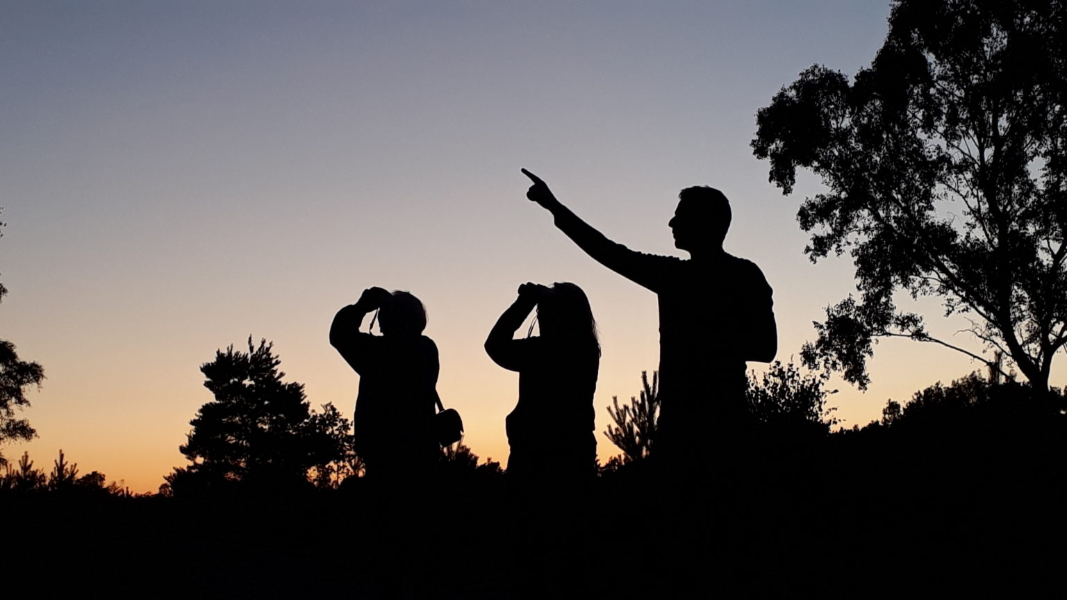 three-churrs-for-lightwater-country-park-nightjar-walk-thames-basin-heaths